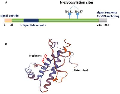 Cellular Prion Protein as a Receptor of Toxic Amyloid-β42 Oligomers Is Important for Alzheimer’s Disease